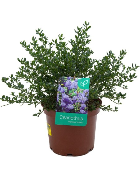 Ceanothus (maceta 19 cm ø)