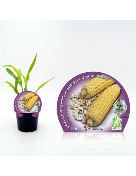 Maiz para palomitas (maceta 10,5 cm Ø)