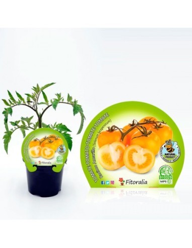 Tomate racimo amarillo (maceta 10,5 cm Ø)