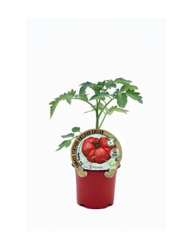 Tomate feo Tudela (maceta 10,5 cm Ø)