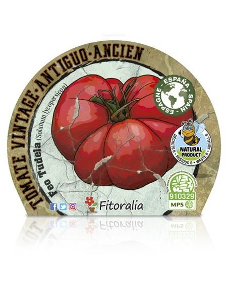 Tomate feio Tudela (vaso de 10,5 cm Ø)