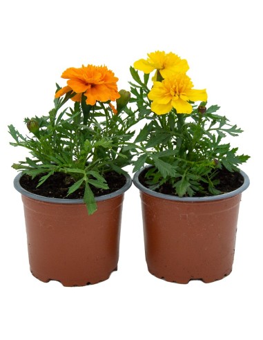 Comprar tagetes patula a 1,65€ en Germigarden