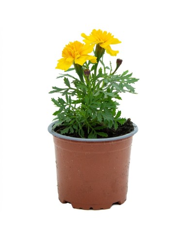Achetez des patula tagetes pour 1,65€ chez Germigarden