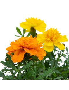 Comprar tagetes patula a 1,65€ en Germigarden