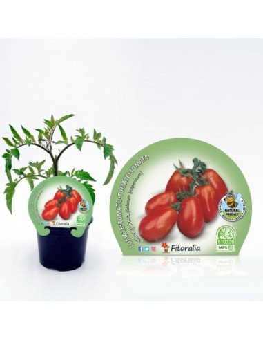 Tomàquet cherry pera vermell (test 10,5 cm Ø)