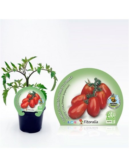 Tomate cherry pera rojo (maceta 10,5 cm Ø)