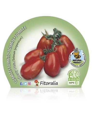 Tomate cherry pera rojo (maceta 10,5 cm Ø)