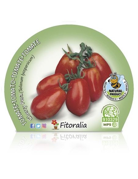 Tomate cherry pera rojo (maceta 10,5 cm Ø)
