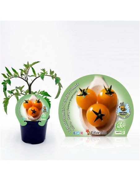 Tomate cherry amarelo (vaso de 10,5 cm Ø)