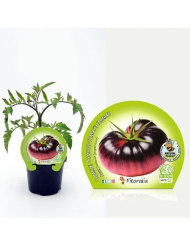 Tomate azul (maceta 10,5 cm Ø)