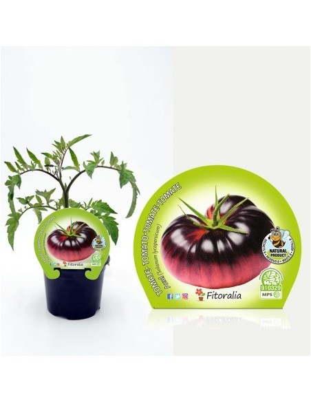Tomate azul (maceta 10,5 cm Ø)