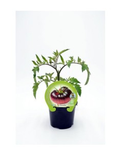 Tomate azul (vaso de 10,5 cm Ø) 2