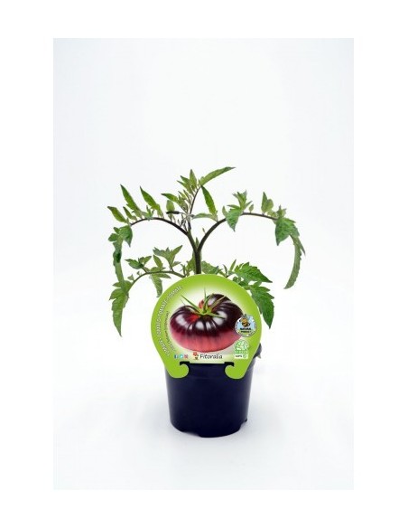 Tomate azul (maceta 10,5 cm Ø)