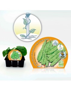 Planter de mongeta mata alta (6 unitats)
