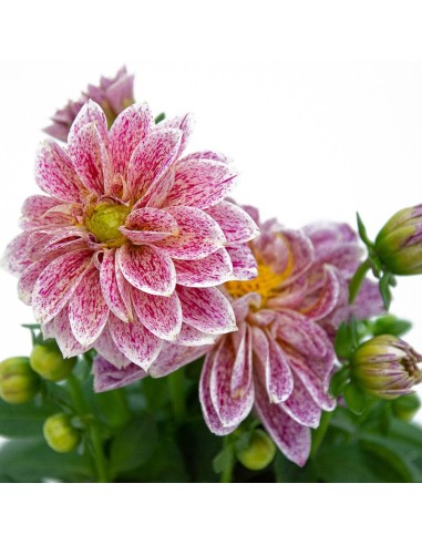 Dalia