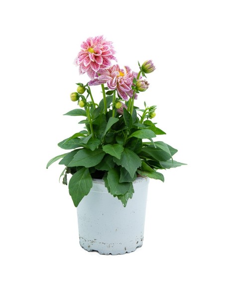 Dalia