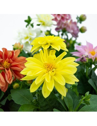 Dalia en planta desde 3,95€ en Germigarden