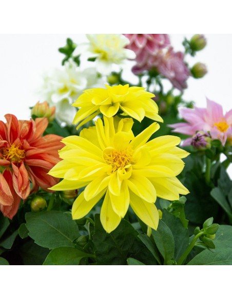 Dalia en planta desde 3,95€ en Germigarden
