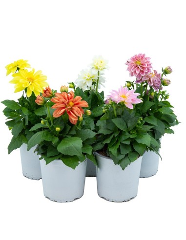 Dalia en planta desde 3,95€ en Germigarden