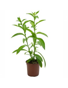 Dama de noche desde 7,75€ en Germigarden