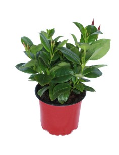 Dipladenias desde 4,95€ en Germigarden