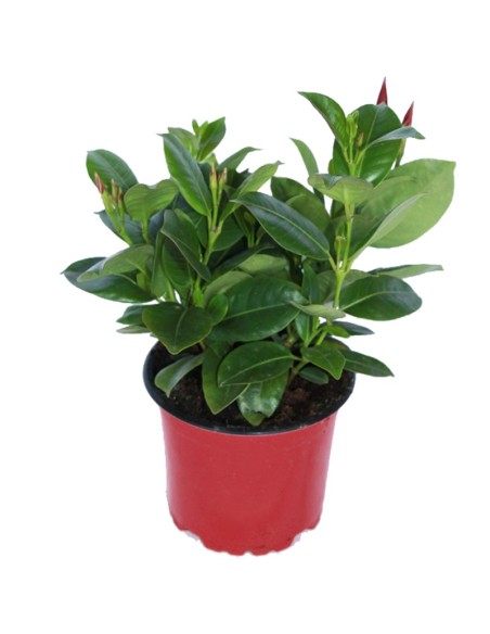 Compre Mandevilla a partir de € 4,95 em Germigarden