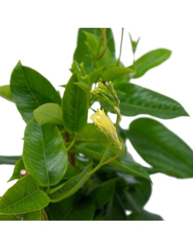 Compre Mandevilla a partir de € 4,95 em Germigarden