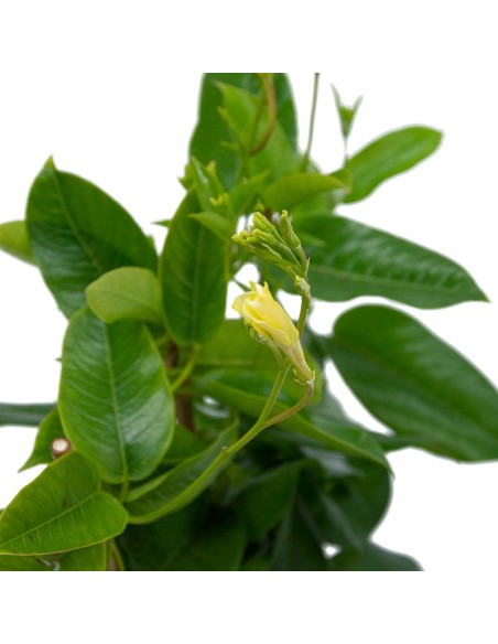 Dipladenias desde 4,95€ en Germigarden