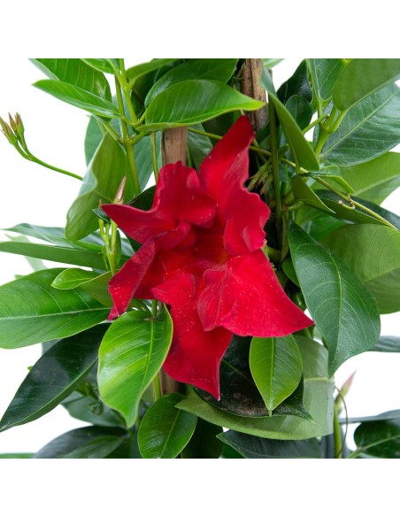 Dipladenias à partir de 4,95€ chez Germigarden