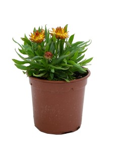 Flor de papel o bracteantha (maceta 13 cm ø)