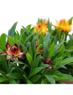 Flor de paper o bracteantha (test 13 cm ø) 2