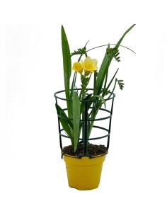 Comprar fresia por 4,25€ en Germigarden