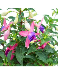 Plantas de fucsia por 4,95€ en Germigarden 2