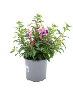 Plantes fuchsia à 4,95€ chez Germigarden