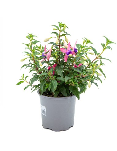 Plantas de fucsia por 4,95€ en Germigarden