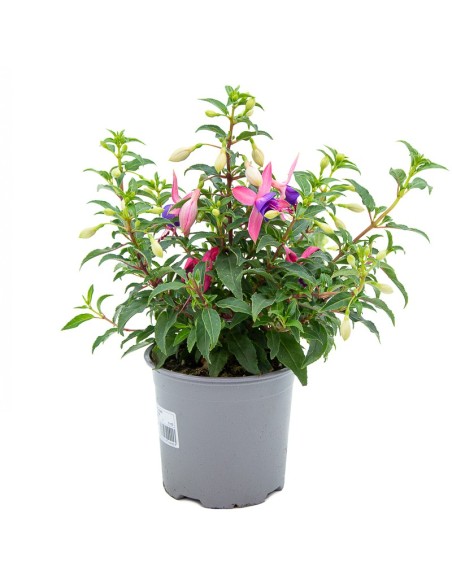 Plantes fuchsia à 4,95€ chez Germigarden