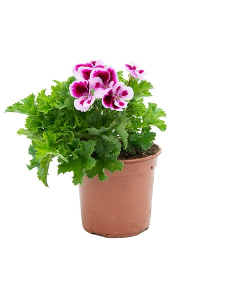 Pensée de géranium à partir de 4,95€ chez Germigarden