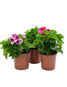 Pensée de géranium à partir de 4,95€ chez Germigarden