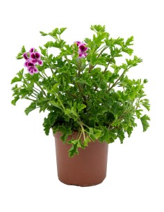 Gerânio Randy (vaso 13 cm ø)