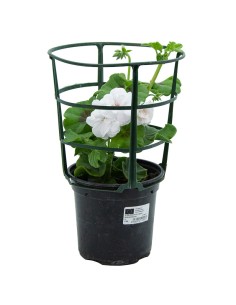 Gerani d'heura o de penjar