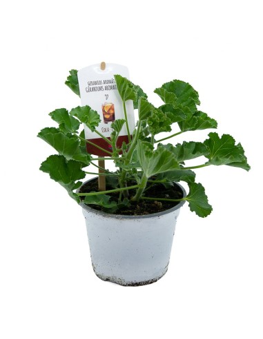 Geranium Cola (vaso de 13 cm Ø)
