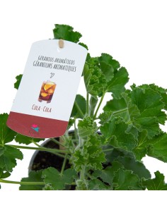 Gerani Llimona antimosquits 2