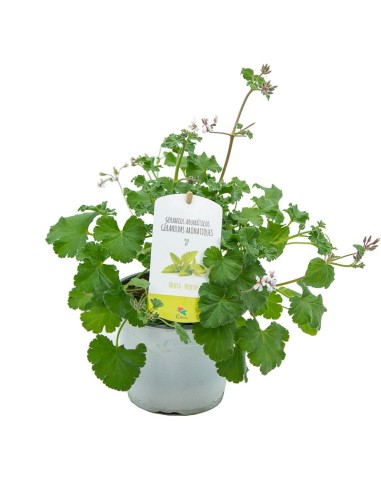 Gerani menta verda (test 13 cm Ø)