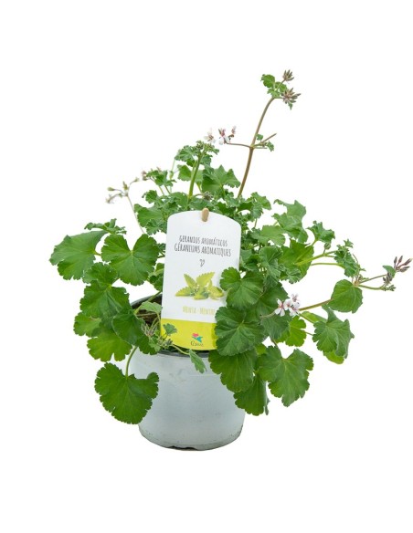 Gerani menta verda (test 13 cm Ø)