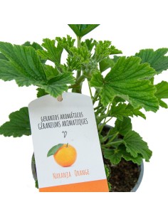 Gerani Llimona antimosquits 2