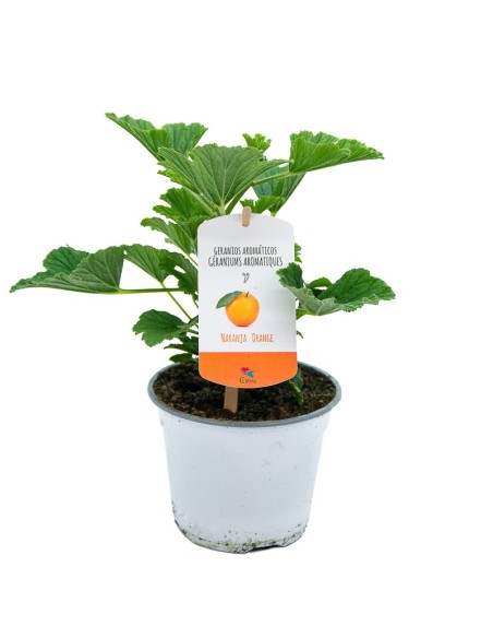 Geranio Orange (maceta 13 cm Ø)