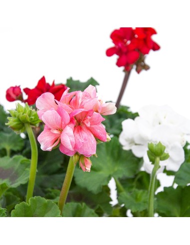 Géranium zonal à partir de 2,70 € chez Germigarden. Choisissez votre couleur