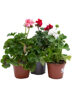 Géranium zonal à partir de 2,70 € chez Germigarden. Choisissez votre couleur