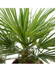 Compre Chamaerops em Germigarden 2