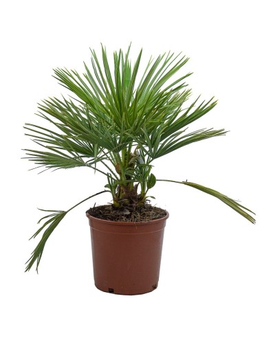 Palmito (maceta 20 cm ø)